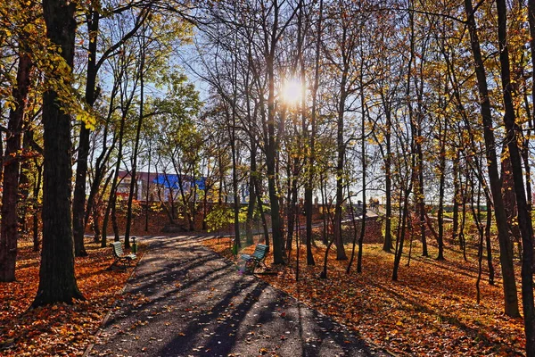 Sonbahar güneşinde parlayan ağaçların altın yaprakları. HDR fotoğrafçılık. Dallar arasında sıcak bir gün. Targu Jiu Central Park manzaralı. Açık havada rahatlatıcı bir fotoğraf. Altın yapraklar yere düştü. Ağaç taçlarından geçen güneş halesi. Sokak ve banklar.