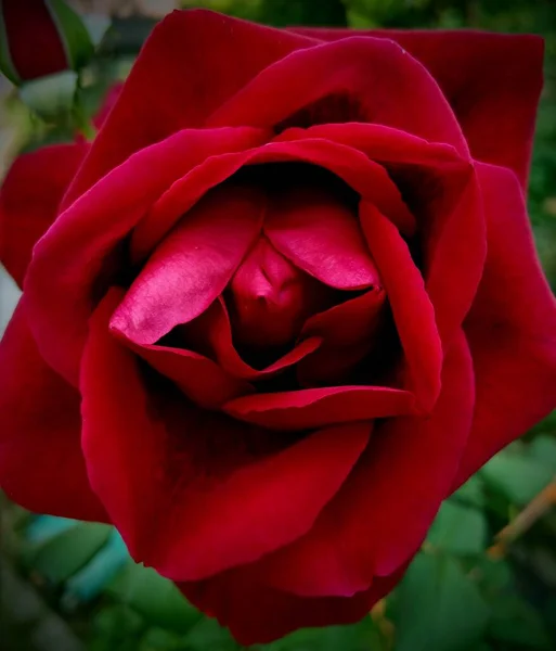 Eine Schöne Rote Rose Makro Intensives Rot Mit Schatten Zwischen — Stockfoto