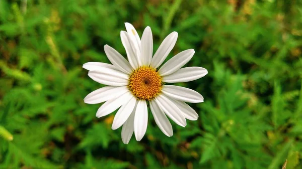 Güzel, bekar, beyaz Daisy yeşil alana yakın çekim yapıyor. Parlak beyaz taç yapraklarının yakından detaylandırılmış hali. Açık hava görüntüsü. Doğanın güzelliği. Açık havanın saflığı ve sadeliği.