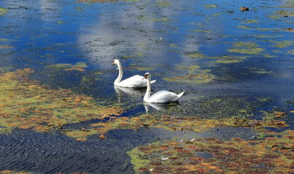 Two White Swans Peacefully Living Lake Majestic Birds Swimming Gathering — Stock Photo, Image