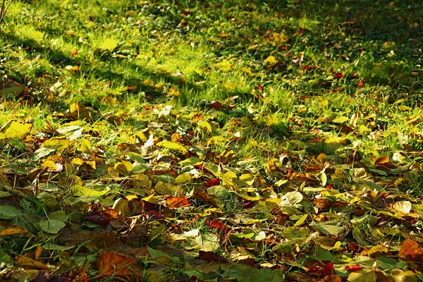 Fallen multi colored leaves on fresh green grass in autumn. Bright colors of the fall in nature. Grass and dried leaves foliage. Sunny November day. Close up photo. Detailed photography. Natural leaf pattern. High dynamic range photography.