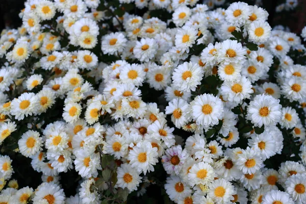 Sonbaharda birden fazla kasımpatı çiçeği. Güzel beyaz kasımpatı çalıları yakın çekim fotoğrafı. Gündüz parfümlü sonbahar çiçekleri. Hassas taç yaprakları dokusu. Bahçıvanlık hobisi fotoğrafçılık. Görüntüyü yaklaştır. Doğal çiçek deseni.