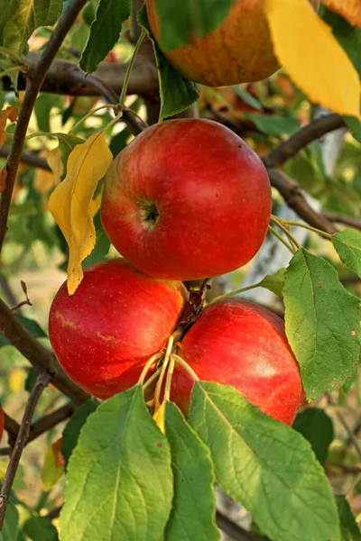 Pommes Fraîches Mûres Sur Branche Arbre Automne Pommes Fraîches Douces — Photo