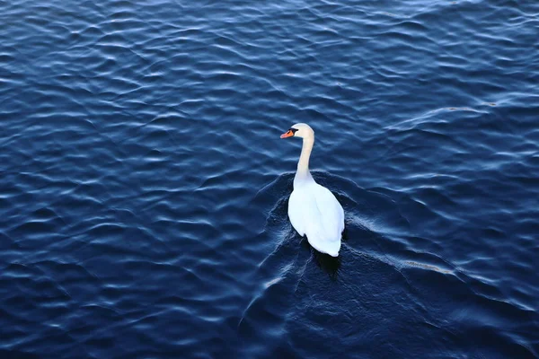 Magestic Swan Female Blue Lake Surface Water Ripples Красивая Фотография — стоковое фото