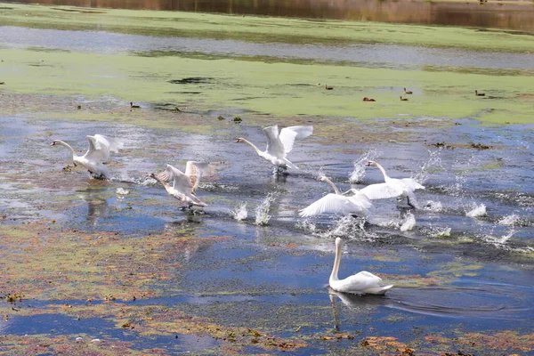 Görkemli beyaz kuğu sürüsü sonbaharda delta habitatından göç ediyor. Doğada kuş izleme. Dinamik denekler fotoğrafı. Gündüz vahşi yaşam fotoğrafçılığı. Görkemli ve zarif hayvanlar. Su ekosistem yaşamı. Açık havada muhteşem bir görüntü..