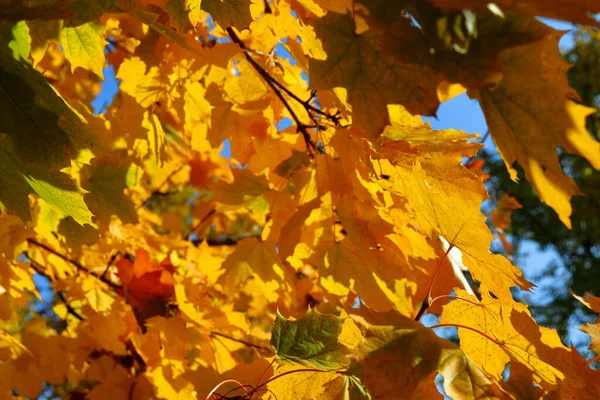 Sunny Maple Tree Leaves Autumn Branch Maple Leaves Closeup Photo Royalty Free Stock Images