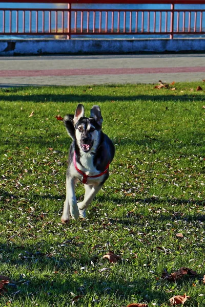 Happy Husky öğleden sonra parkta bir yürüyüşe çıktı. Neşeli, genç, güçlü bir köpek kameranın önünde koşuyor. Hareket eden hayvan görüntüsü. Enerjik köpek. Çevreyi keşfeden dost canlısı evcil hayvan..