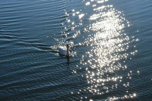 Jezioro Łabędzie Słoneczny Dzień Odbiciami Wody Falami Piękna Fotografia Dzikiej — Zdjęcie stockowe