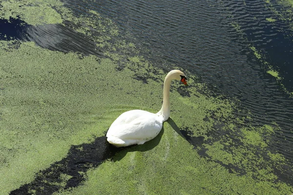 Majestic Swan Lake Surface Vegetation Beautiful Wildlife Photography White Feathered — Stock Photo, Image