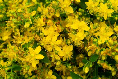 Sarı kır çiçekleri güneşli havalarda, Rusya 'nın tıbbi bitkileri