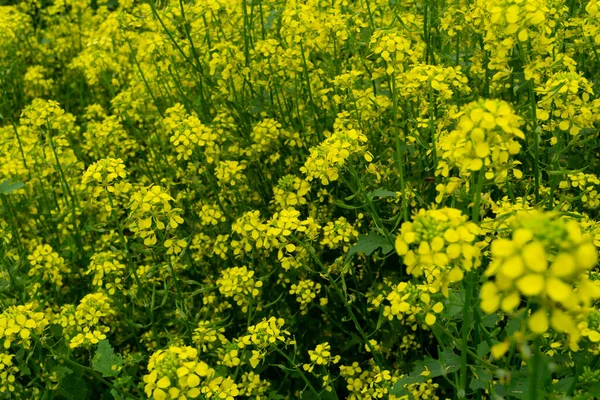 Żółte Dzikie Kwiaty Słonecznej Pogodzie Lecznicza Roślina Rosji — Zdjęcie stockowe
