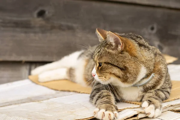 tabby cat lies on white boards in the fresh air, portrait of a cat, cat is resting outside in the yard, brown cat stretches, cat lies and looks, cat turned its face away, cat is sleeping