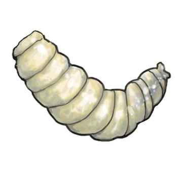 Larva