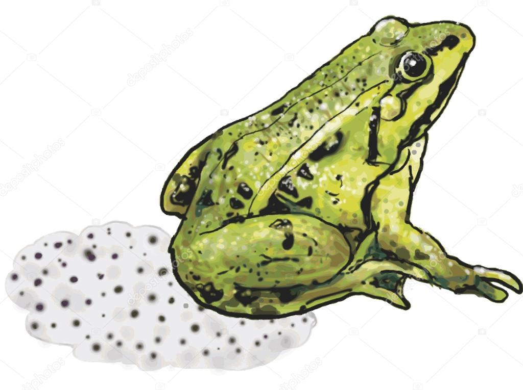 A tailless amphibian with a short squat body, moist smooth skin, and very long hind legs for leaping.