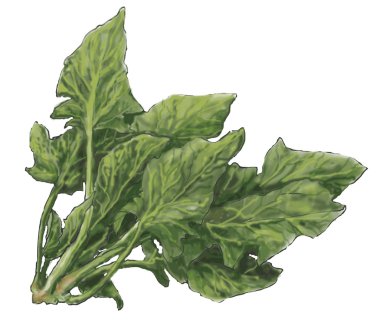 Spinazie