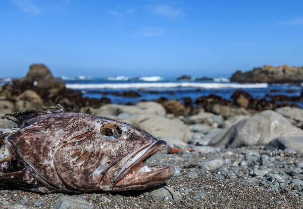 加州海岸的死鱼 — 图库照片