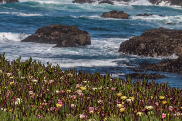 Sea flowers along a California Coast — Stock Photo, Image