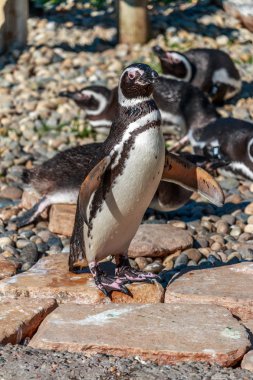Alçak gönüllü penguen