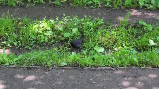 Parque público. Pájaro . — Vídeos de Stock