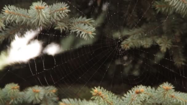 Tree and spider net — Stock Video