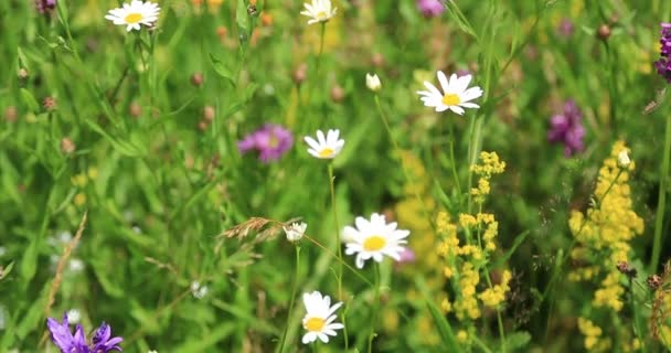 Naturaleza. Hierba y flores silvestres en un prado de montaña. Primer plano . — Vídeos de Stock