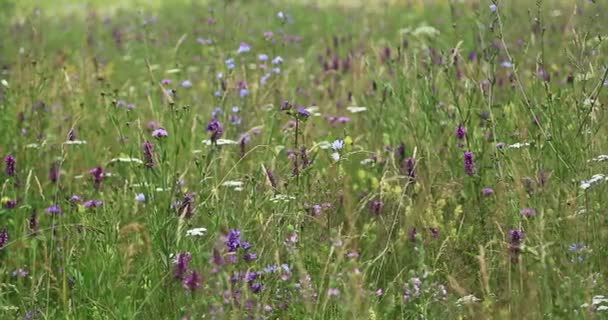 Natur. Gras und Wildblumen auf einer Bergwiese. — Stockvideo