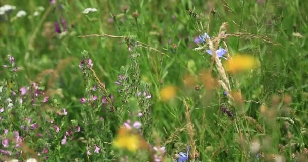 Nature. Grass and wildflowers in a mountain meadow. Focus pull. — Stock Video