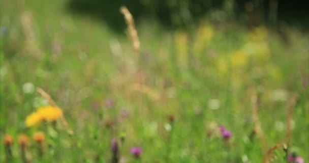 Nature. Grass and wildflowers in a mountain meadow. Focus pull. — Stock Video