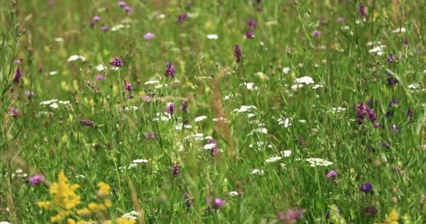 Nature. Grass and wildflowers in a mountain meadow. — Stock Video