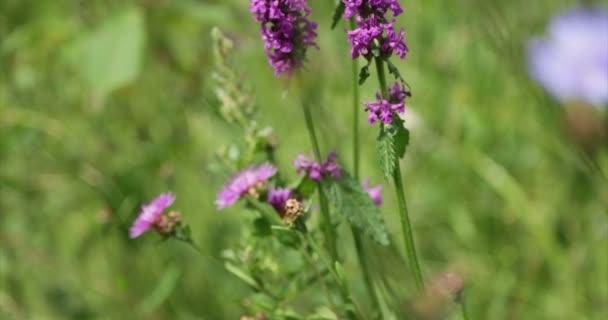 Nature. Grass and wildflowers in a mountain meadow. Close-up. — Stock Video