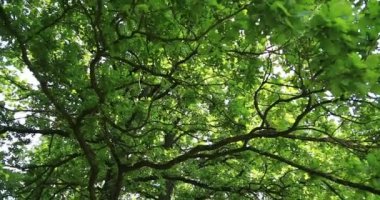 Doğa. Ağaç. Yukarı aşağı panorama.