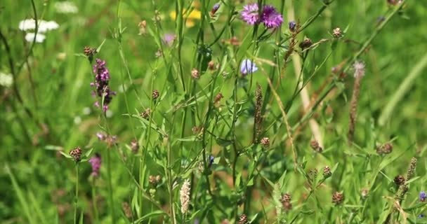 La nature. Herbe et fleurs sauvages dans un pré de montagne. Panorama en gros plan vers le bas 