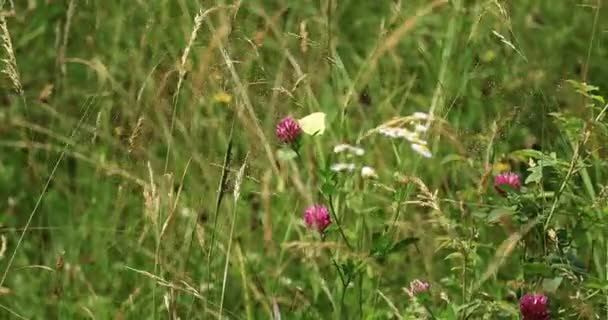 Natureza. Grama e flores silvestres em um prado de montanha . — Vídeo de Stock