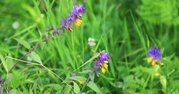 La nature. Herbe et fleurs sauvages dans un pré de montagne. Gros plan .