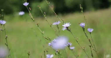 Doğa. Çim ve bir dağ çayır çiçekler. Odak çekme.