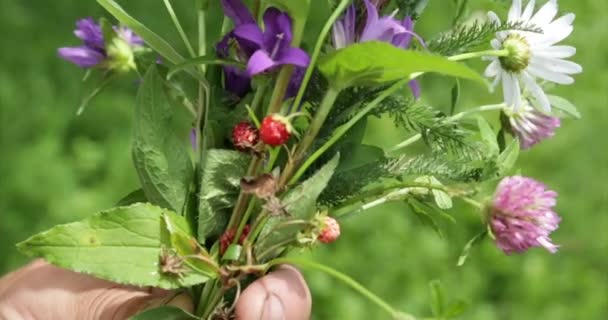 Natur. Wildblumen in der Hand. — Stockvideo