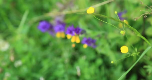 La nature. Herbe et fleurs sauvages dans un pré de montagne. Gros plan . — Video