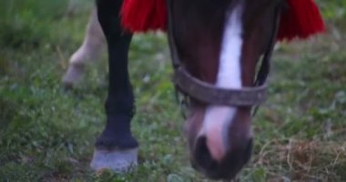 Çim yeme bir at. Yakın çekim.