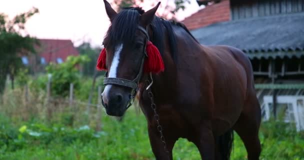 Le cheval est debout. Gros plan . — Video