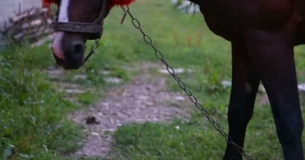 Un cheval qui mange de l'herbe. Gros plan .