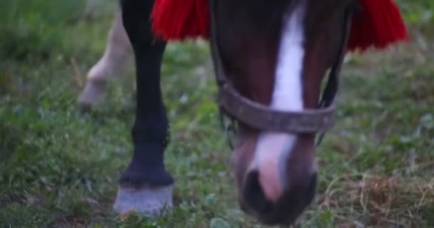 Een paard eten van gras. Close-up. — Stockvideo