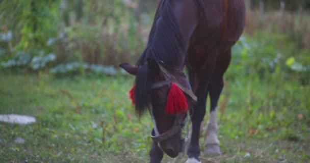 馬は草を食べるします。クローズ アップ. — ストック動画