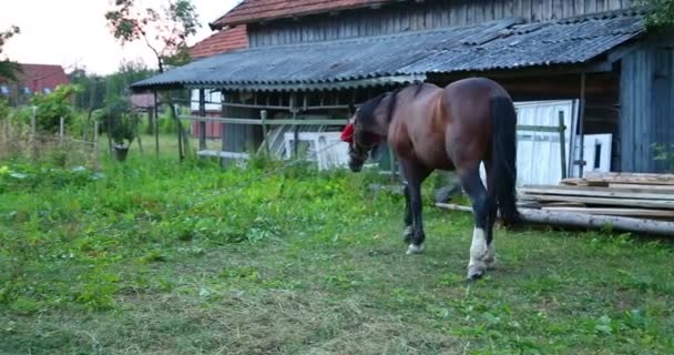 Un cheval mangeant de l'herbe.
