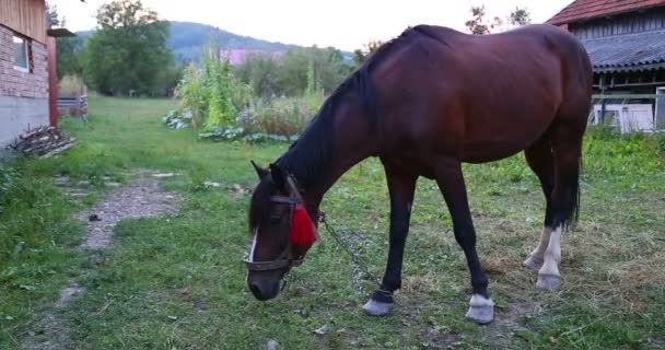 Un cheval mangeant de l'herbe. — Video