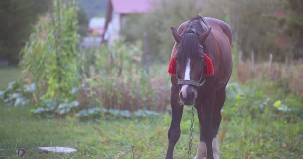 O cavalo está ansioso. — Vídeo de Stock