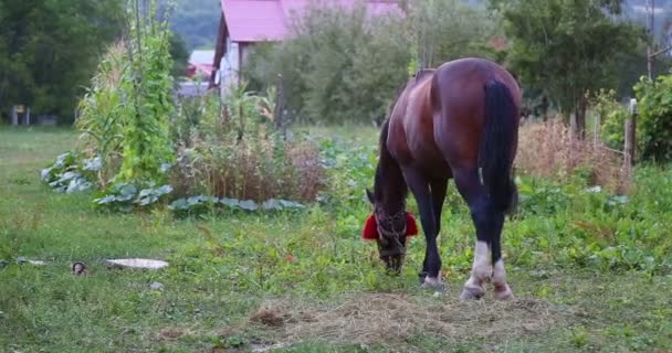 Koń jedzący trawę. — Wideo stockowe