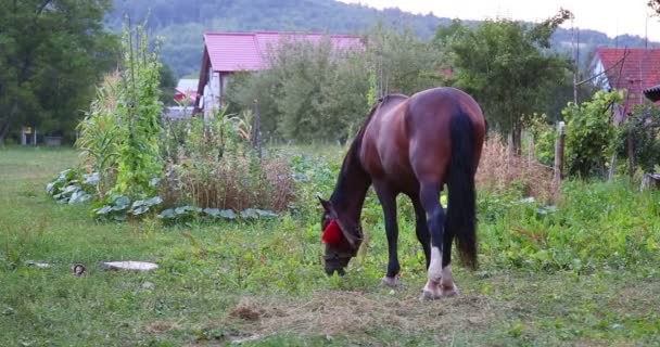 Un cheval mangeant de l'herbe.