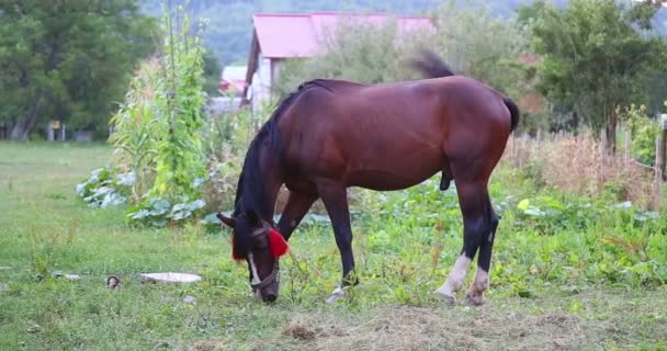 Un cheval mangeant de l'herbe.