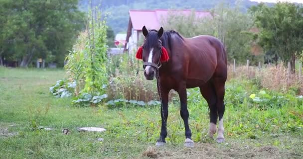 El caballo está mirando adelante . — Vídeo de stock