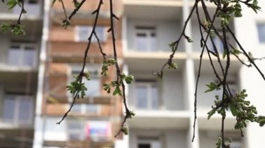 İnşaat. Yaprakları odak çekme bina.